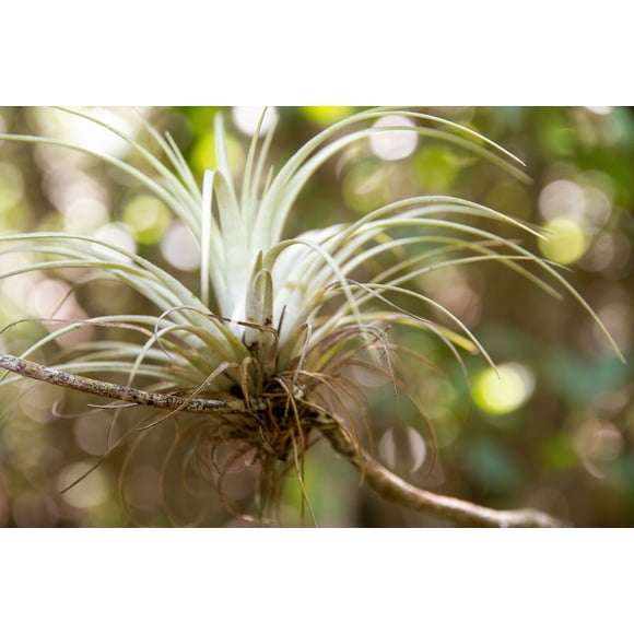10 GIANT AIR PLANT Tillandsia Utriculata Bromeliad Spreading Airplant Giant Wild Pine Native Sun or Shade Houseplant Flower Seeds