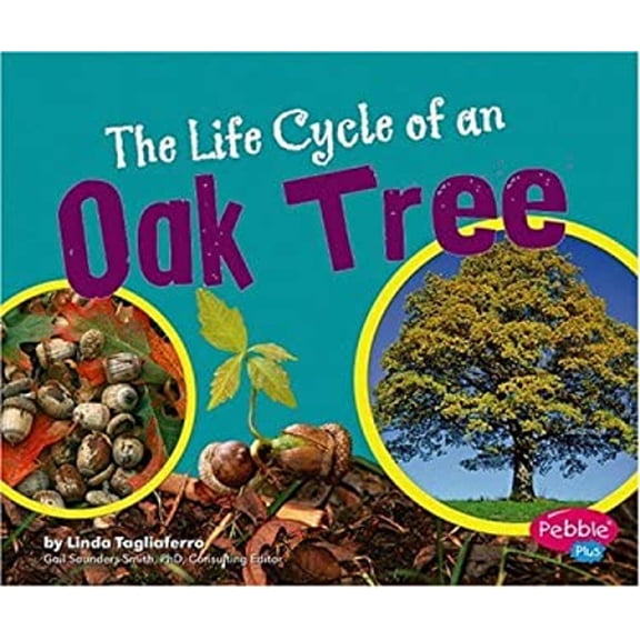 Pre-Owned The Life Cycle of an Oak Tree (Pebble Plus) (Unknown) 0736867112 9780736867115