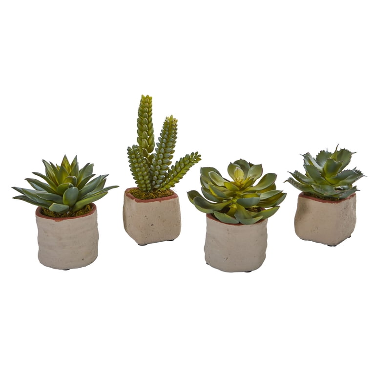 succulent shrubs Succulent Discovery 20-pack: Easy, Cute & Colorful Plants – Includes 10  Unique Varieties main image 0