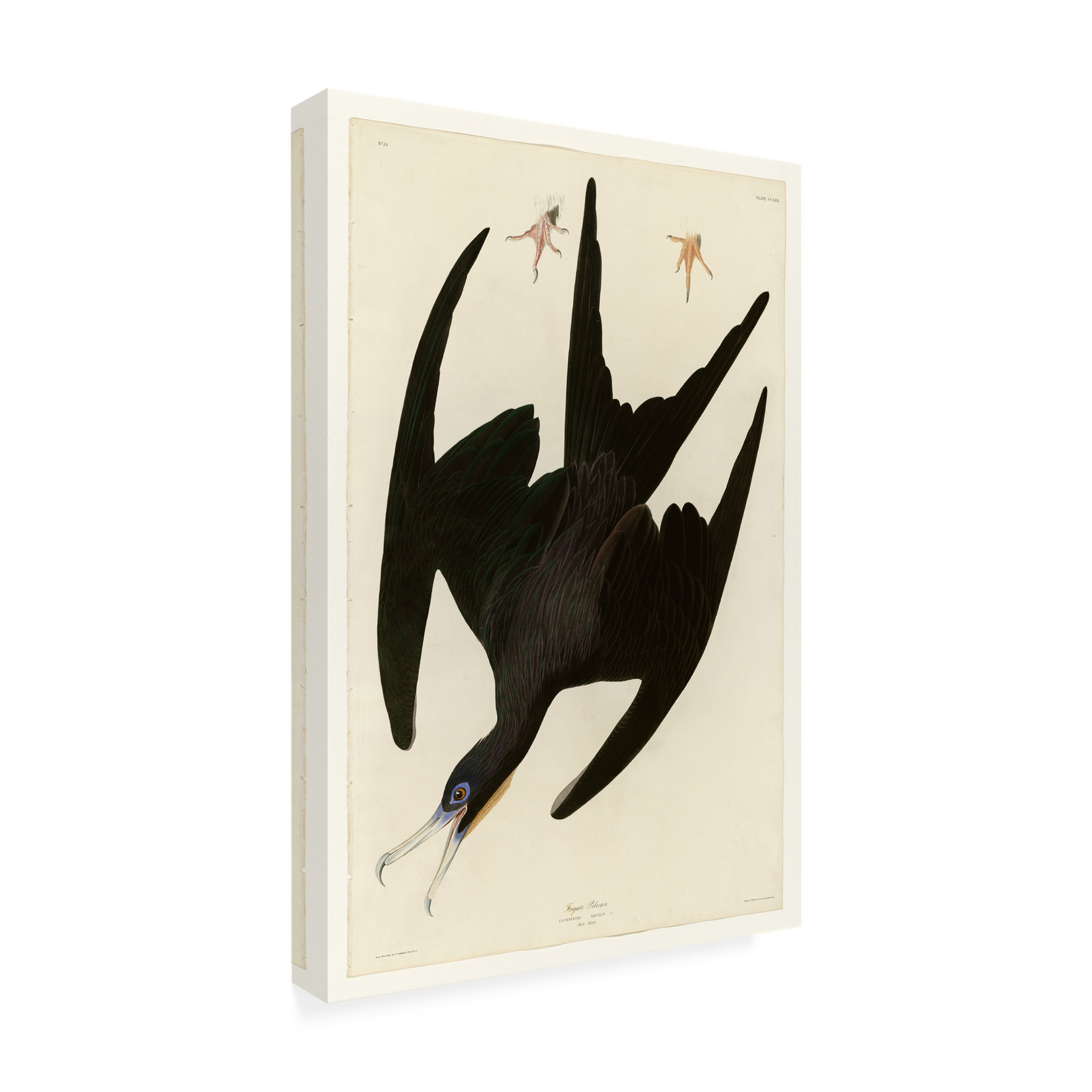 Audubon 'Frigate Pelicanplate 271' Canvas Art