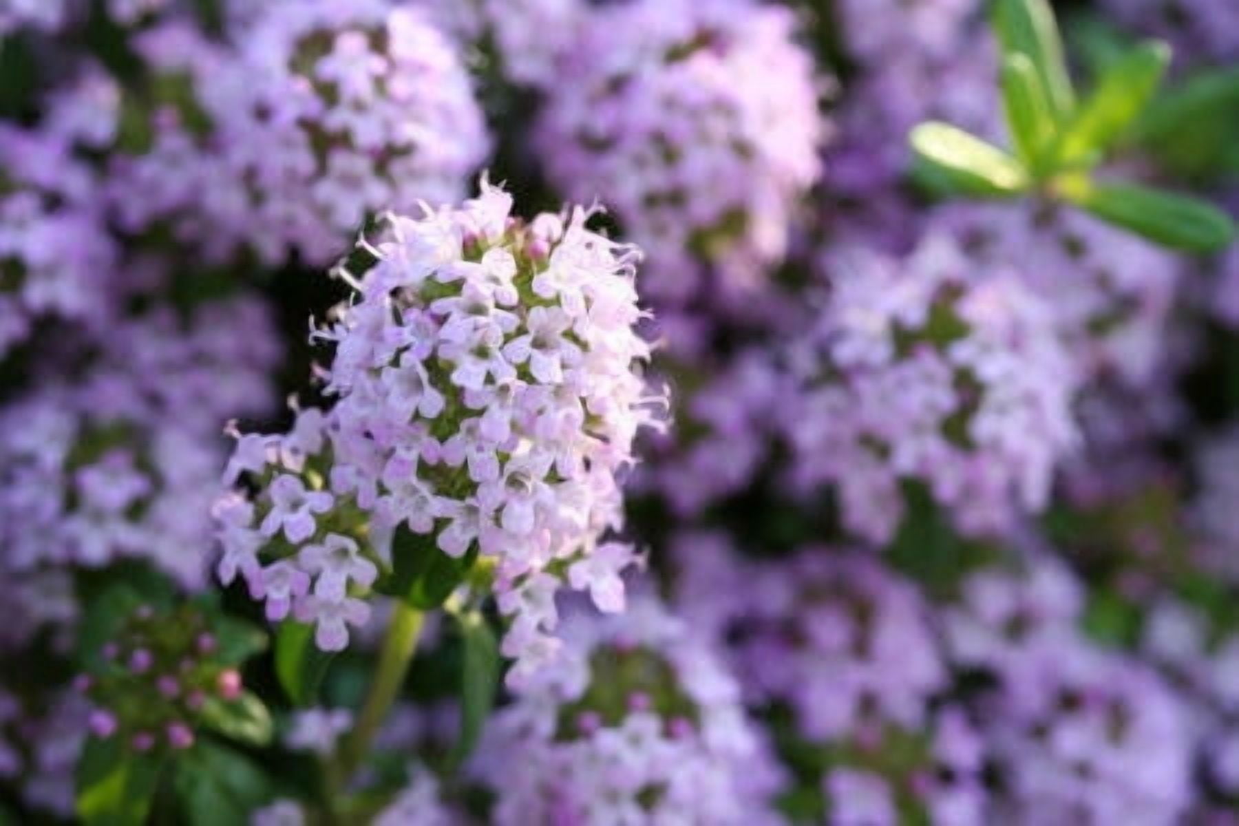 Thyme White Essential Oil 1 fl oz (30 ml) - 100% Pure and Natural by Silky Scents