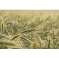 thumbnail image 4 of Plant Good Seed Organic Great Grains Seed Collection -  4 Packets - Oat, Wheat, Barley, Rye Heritage Grasses, 4 of 6