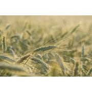 Plant Good Seed Organic Winter Rye Grain Seeds for Planting: 230 Count, Cold Hardy Annual Cover Crop