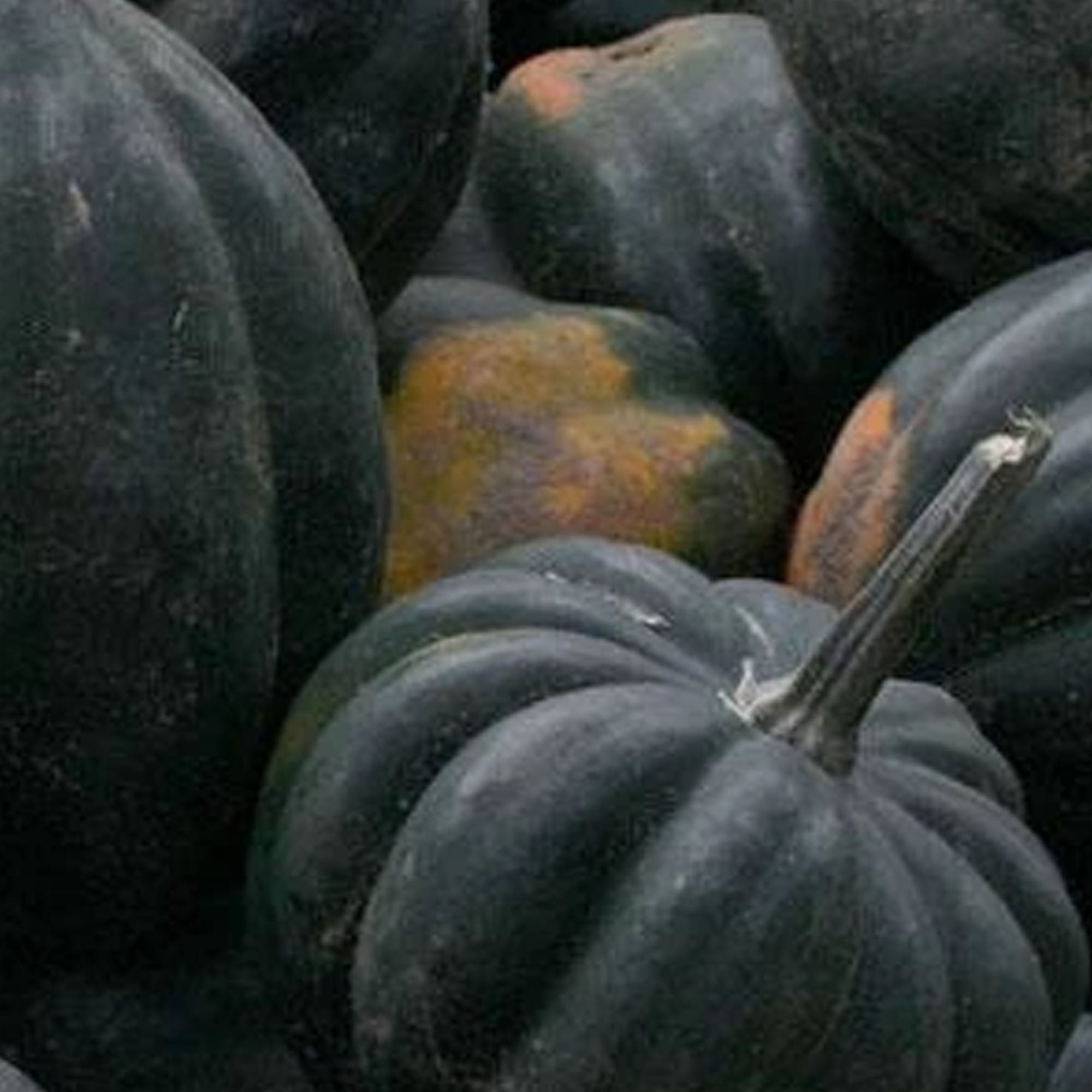 Squash Seed Table Queen Acorn Seeds Fresh Seed  FREE Shipping! 