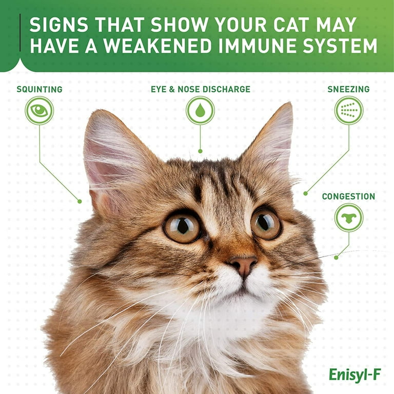 Vetoquinol Enisyl-F Supplément nutritionnel de L-lysine pour chats