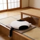 thumbnail image 4 of Funda de almohada con forma de cata, cojín para silla de comedor grueso, funda de silla lavable a máquina, cojín flocado, 4 of 6