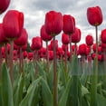 thumbnail image 6 of Scarlet Sky High Tulips - Giant Red Flowers - 10 Bulbs - Attracts Bees & Butterflies - Spring Blooming, Easy to Grow & Maintain, 6 of 6