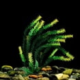 thumbnail image 4 of Planta de agua de plástico de 18.0 in para adorno de acuario, color rojo rodo, 4 of 8