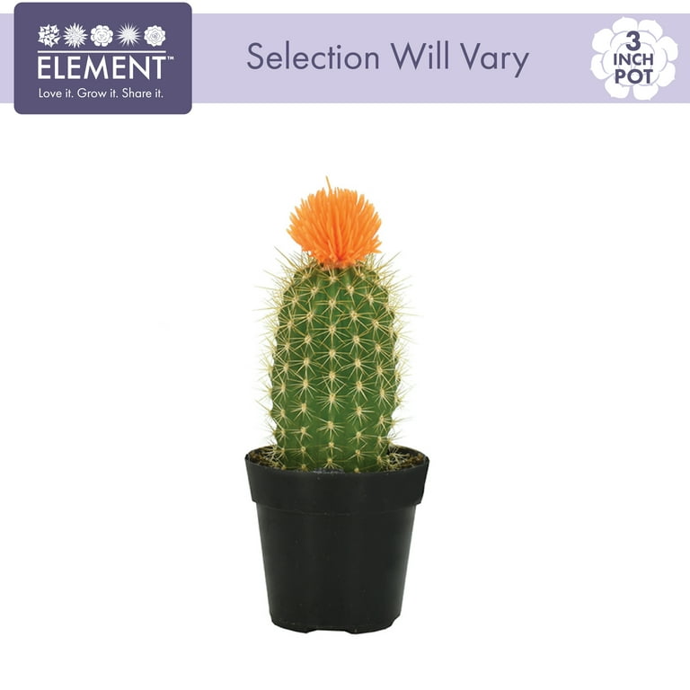 Element Live Plant Assorted Cacti with Deco Flower in 3in