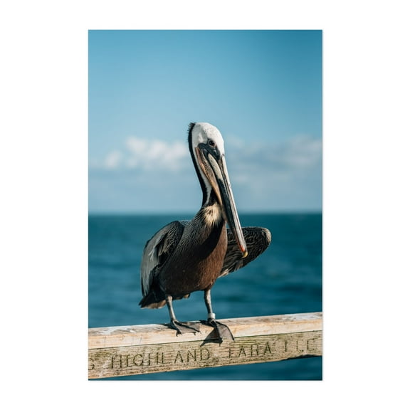 Pelican, Oceanside 01 - Oceanside California Photography Unframed Wall Art Print 5 x 7 inches