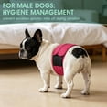 thumbnail image 6 of Kuoser Reusable Dog Diaper, Period Pant for Females in Heat & Incontinence Wrap for Males, Washable, Rose-Red, M (1 Pack), 6 of 7