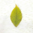 thumbnail image 2 of Schlabach, Sue 12x12 White Modern Wood Framed Museum Art Print Titled - Autumn Colors IV, 2 of 4