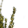 thumbnail image 4 of Vickerman 22-26" Yellow Grabia, 5-6 oz Bundle, Preserved, 4 of 4