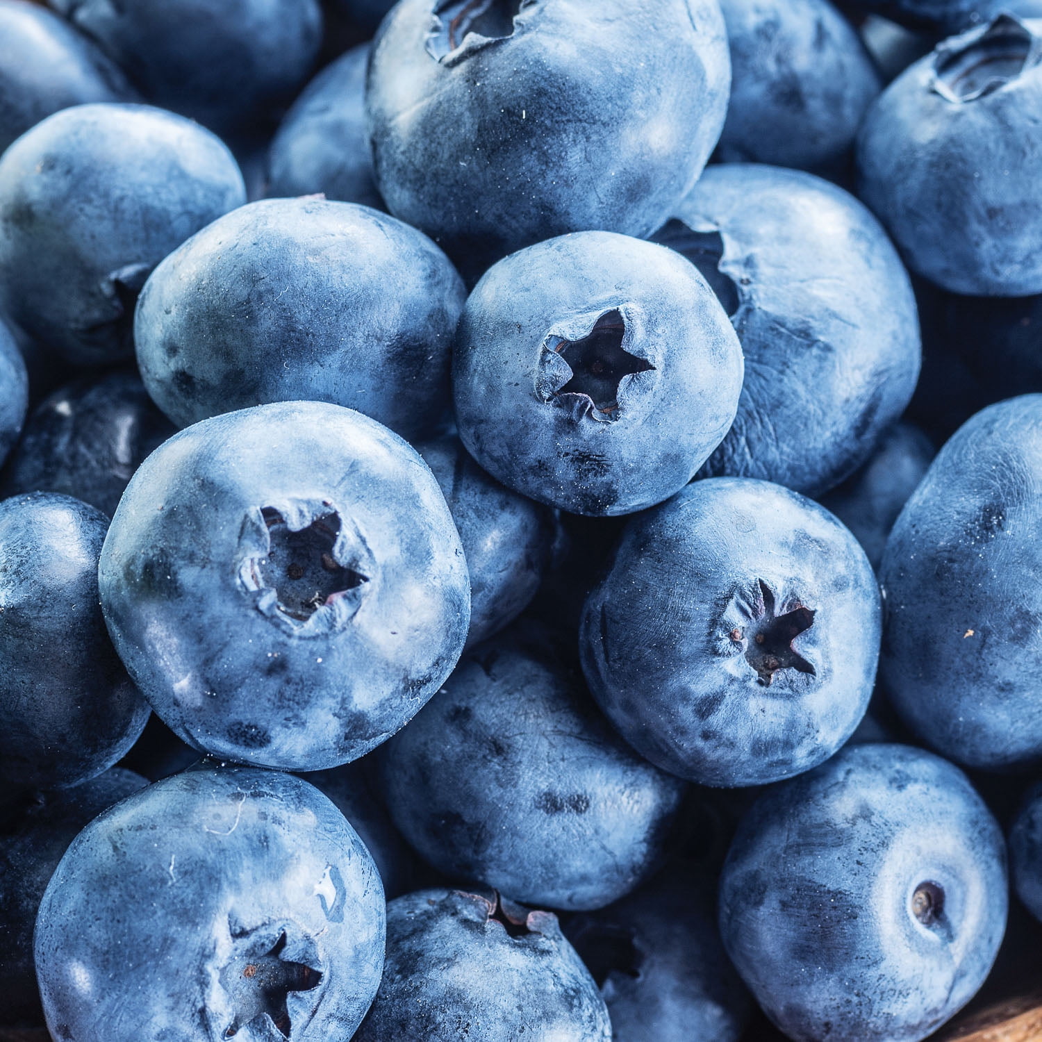 Expert Gardener Blue Blueberry Blue Ray Live Plants in Bare Pot, Edible