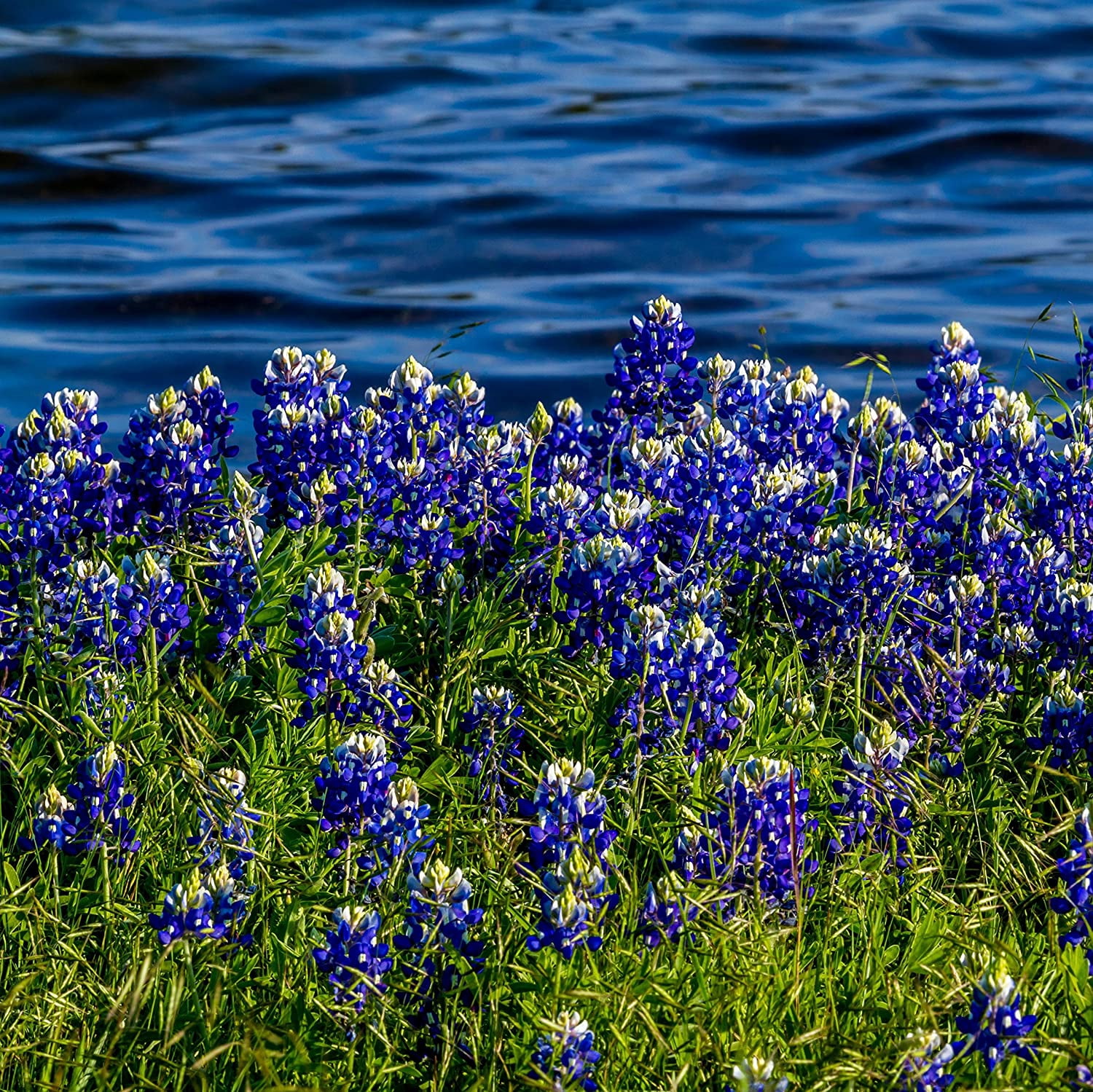 Outsidepride Texas Bluebonnet Wildflowers Seed - 1 lb