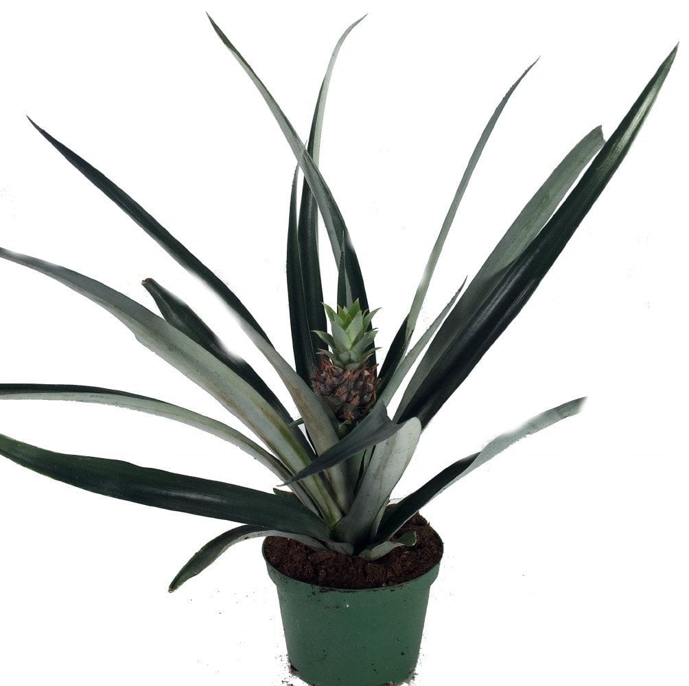 pineapple cactus plant Mammillaria Variegated Pineapple Grafted Cactus Rare Colorful Cactus Plant  – Samarth Cactus Nursery