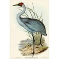 thumbnail image 2 of Gould, John 11x14 Black Modern Framed Museum Art Print Titled - Australian Crane-Grus Australasianus, 2 of 4