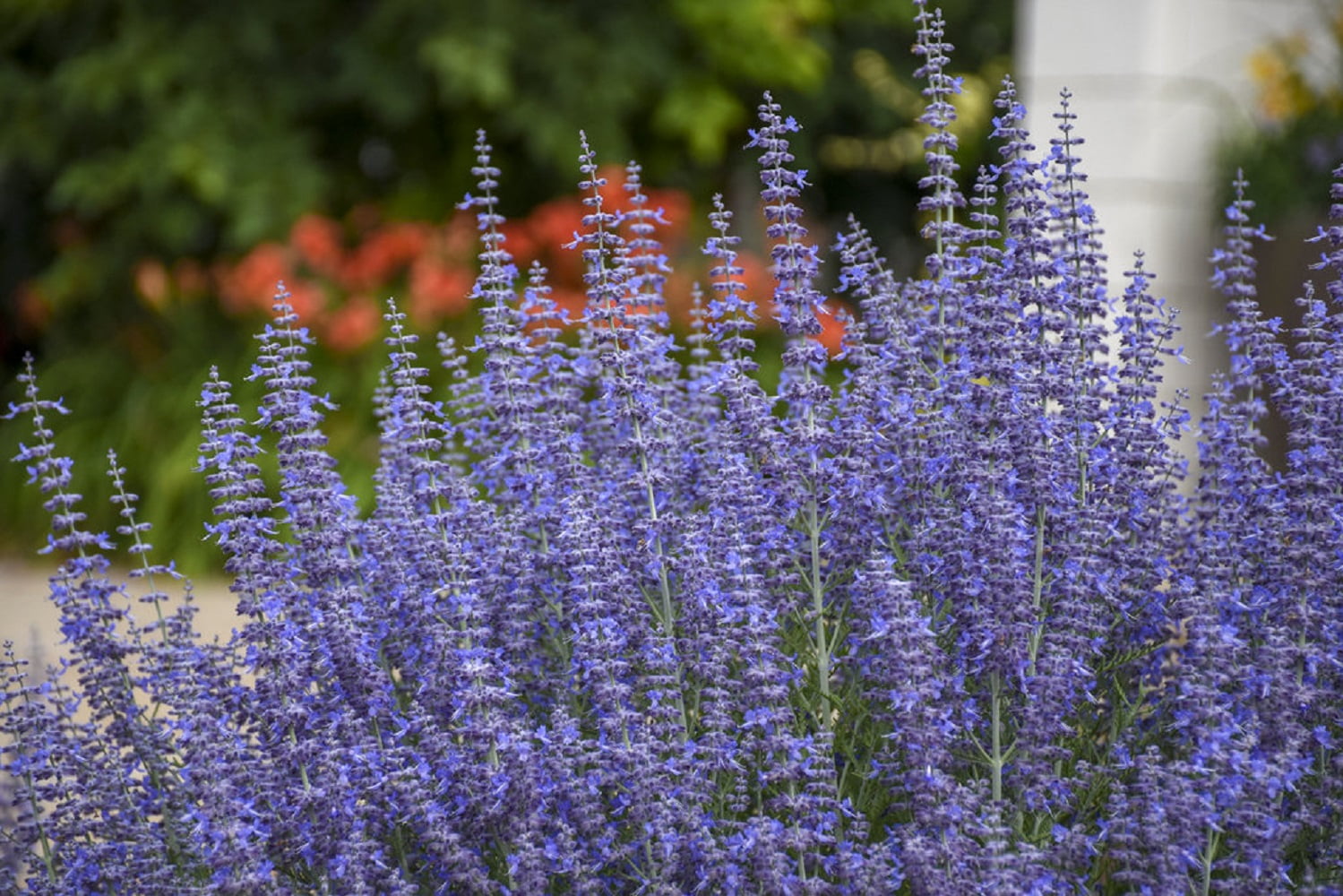 Proven Winners Denim 'n Lace Russian Sage Perennial Live Plant in 3-Gallon Grower Pot