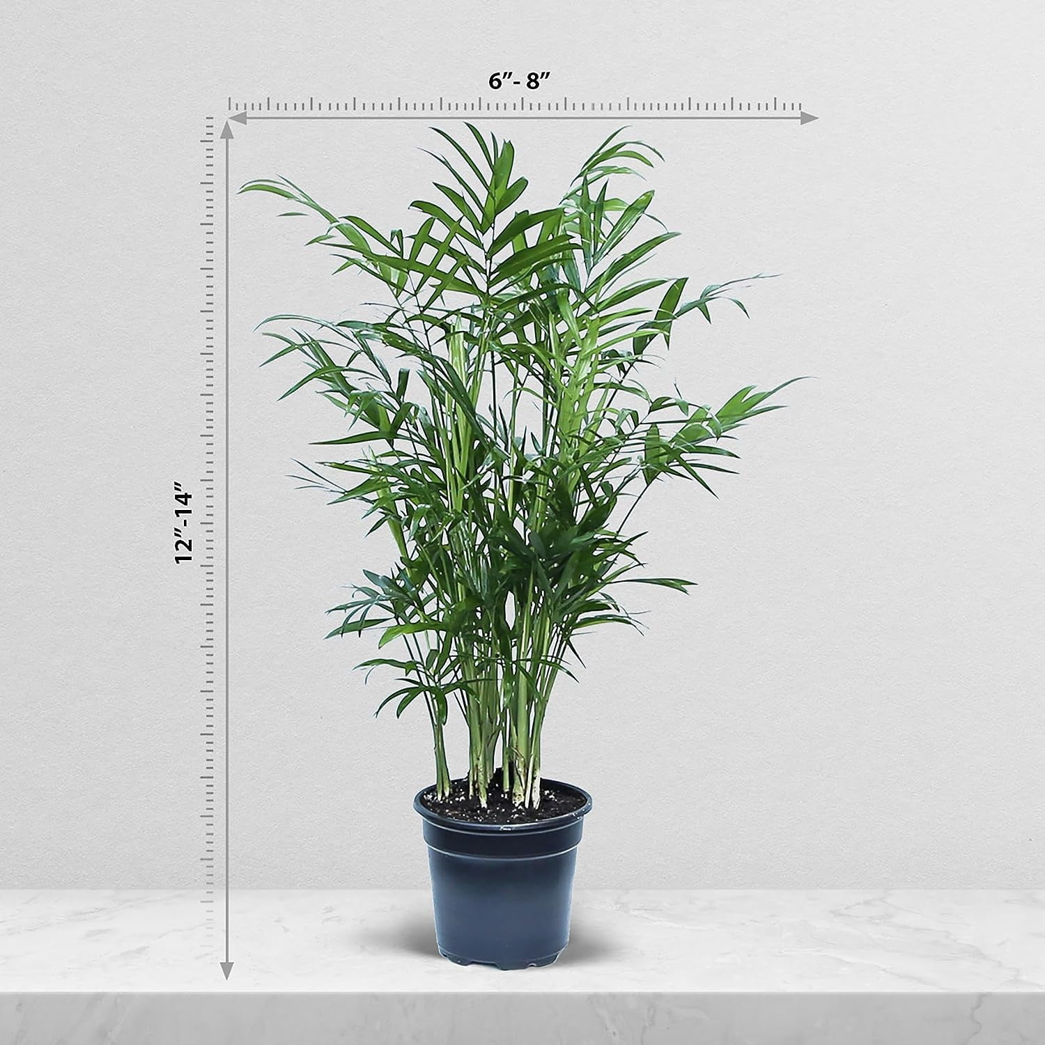 BLOSSOM BOOM GARDEN CENTER 14" Parlor Palm Live Plants in 4" Pot, Air Purifying