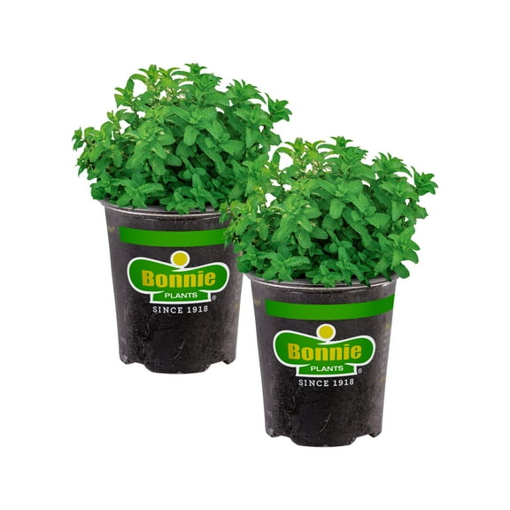 Bonnie Plants Lemon Balm 19.3 oz. 2-Pack