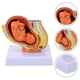 thumbnail image 3 of 1 modelo de feto a término., 3 of 3