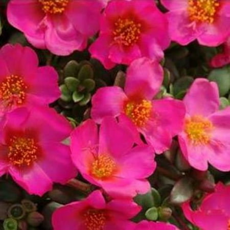 Outsidepride 200 Purslane Toucan Fuchsia Plant Seeds