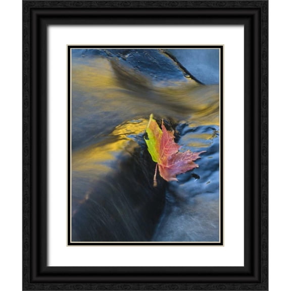 Rotenberg, Nancy 25x32 Black Ornate Wood Framed with Double Matting Museum Art Print Titled - NY, Adirondack Mts Maple leaf floats downstream