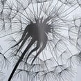 thumbnail image 2 of MAINSTAYS Dandelion ECO Shower Curtain, 2 of 2