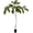 1 Plant, variant on Yellow Tabebuia Trumpet Tree - Live Plant in a 4 Inch Pot - Handroanthus Chrysanthus - Beautiful Flowering Tree