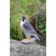 thumbnail image 2 of Figura Hi-Line Gift Ltd. Halcón peregrino (poliresina, 25 x 12 x 26 cm), 2 of 5