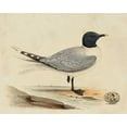 thumbnail image 2 of Meyer, H.L. 24x20 White Modern Wood Framed Museum Art Print Titled - Meyer Shorebirds I, 2 of 4