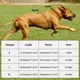 thumbnail image 4 of Pechera Arnés Para Perro Con Correa Y Reflectantes Seguridad, 4 of 8