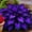 Purple, variant on Midnight Blue Hosta-Midnight Blue Heart-Home Decoration for Planting Now-Premium Garden Stakes Perfect for Borders