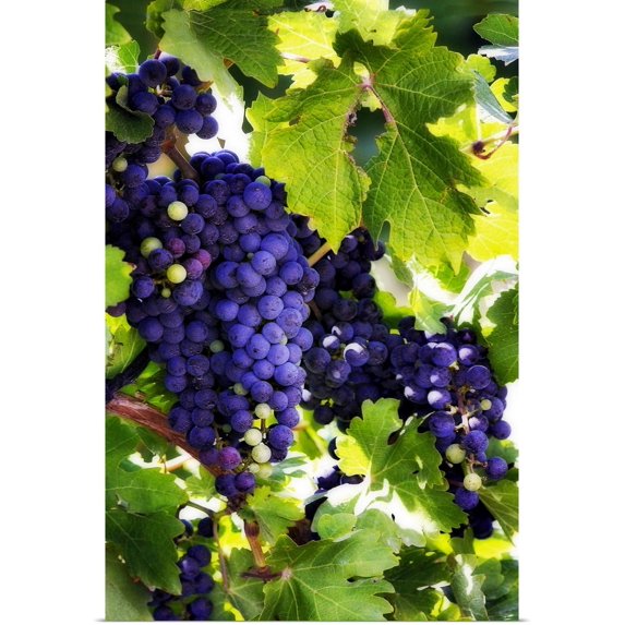 Great BIG Canvas | "Grapes 1" Art Print - 24x36