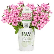 Proven Winners 1.56PT Petunia Sprtna Mini Vista