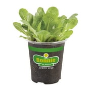 Bonnie Plants Green Romaine Lettuce 19.3 oz.