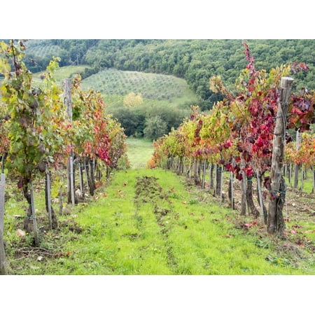 Europe, Italy, Tuscany. Vineyard in the Chianti Region of Tuscany Print Wall Art By Julie