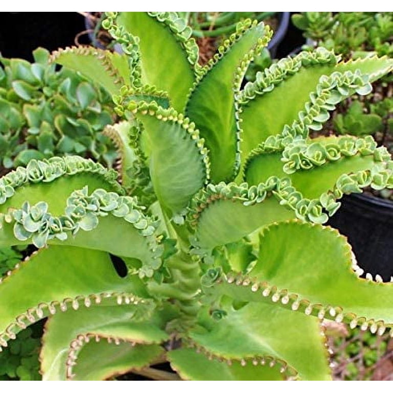 3 Mother of thousands Kalanchoe daigremontiana~mexican hat plant succulent
