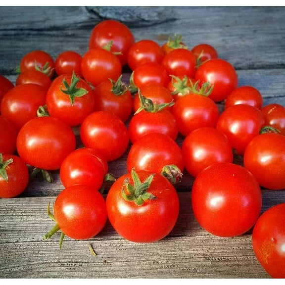 Florida Petite Red Micro Dwarf Tomato Premium Seeds Packet