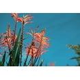 thumbnail image 3 of 5 Seeds AFRICAN FLAG Chasmanthe Floribunda Cornflag Red Orange Hummingbird Flower Seeds, 3 of 11
