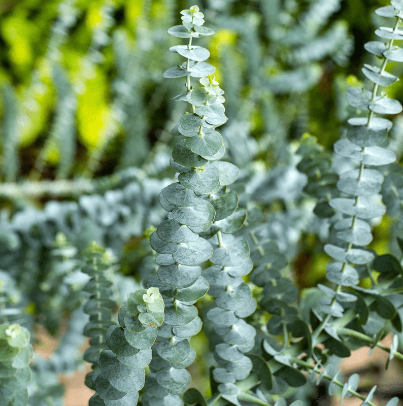 Live Eucalyptus Eucalyptus Plant Tree, Indoor Outdoor Fragrant Baby Blue Eucalyptus in 2.5'' Pot