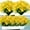 Yellow, variant on Morttic 8 bundlesArtificial Daisies UV Resistant Flowers Outdoor Chrysanthemum Mums Fake Plants White Gerber Daisy Greenery Plastic Faux Cemetery Flowers for Graves Hanging Outside Planter (Fuchsia)