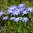thumbnail image 3 of Gentle Glory of the Snow,  30 Bulbs - Blue & White Flowers - Early Spring Blooming, Easy Growing Perennial, 3 of 6