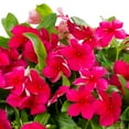 thumbnail image 3 of Expert Gardener 1.5gal Red Vinca Live Annual Plant Hanging Basket Sun, 3 of 5