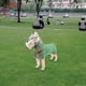 thumbnail image 5 of Albornoz para perros, , cálido, de secado súper rápido, microfibra, accesorios para cachorros, toalla de baño suave, toalla de secado, - XS Sunnimix bata de baño, 5 of 8