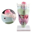 TIERPOP Human Larynx Anatomy Model Science Medicals Teaching Aid
