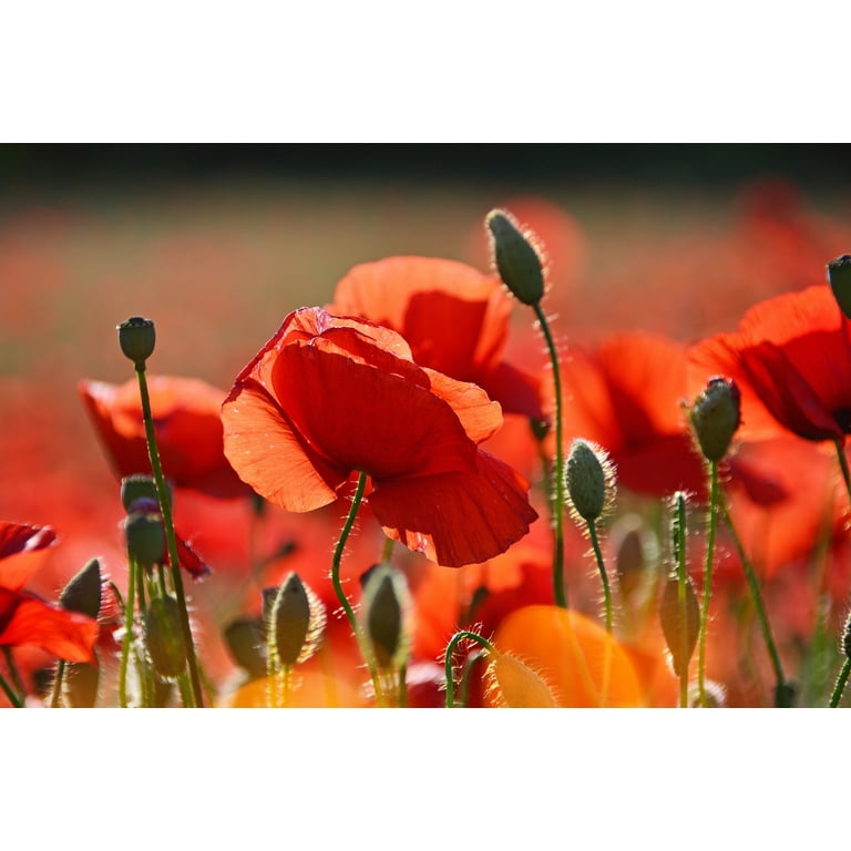 Alaska Red Poppy | Flower Seed Grow Kit