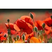 Black Duck Brand 100 Valley Green Flower Seeds