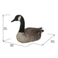 thumbnail image 2 of Sitting Canadian Goose Garden Statue, 2 of 3