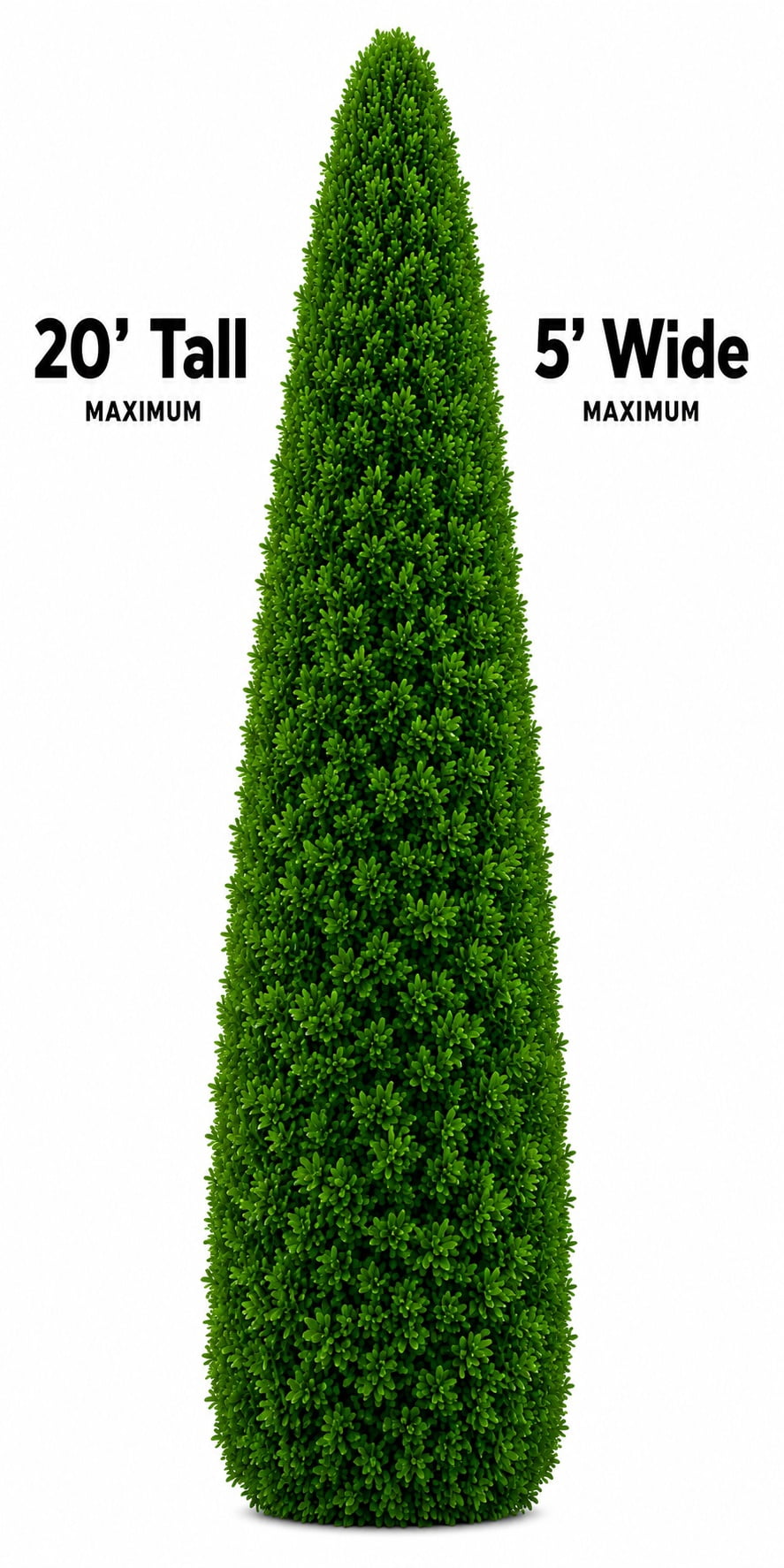 Thuja Amber Gold Arborvitae Evergreen Live Shrub in 3-Gallon Grower Pot